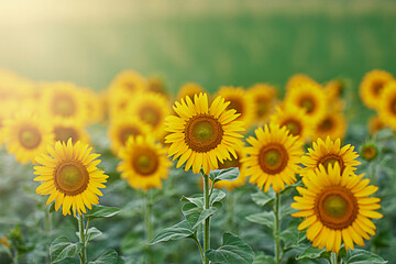 Fototapeta premium Vibrant sunflowers blooming in a field bathed in warm sunlight creating a cheerful summer scene