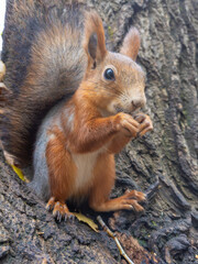 Red squirrel