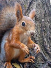 Red squirrel