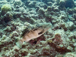クエ, Longtooth grouper, Epinephelus bruneus, ハタ科, ウミカラマツ, Antipathes japonica, ウミカラマツ科, アカトゲトサカ, トゲトサカ, Dendronephthya, チヂミトサカ科, ウミトサカ, Alcyonacea, ウミトサカ科, ソフトコーラル, Soft Coral, 他の群れ。 静岡県伊豆半島南伊豆町中木ヒリゾ浜