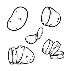 potatoes set hand drawn vector illustrations