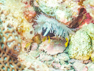 サンゴの白化現象,
美しいイソギンチャク畑の可愛いクマノミ（クマノミ亜科）。
英名学名：Yellowtail clownfish (Amphiprion clarkii)

他の群れ。
静岡県伊豆半島南伊豆町中木ヒリゾ浜-2025年

