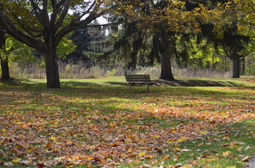 Rustic bench in the city park for resting on an autumn day.