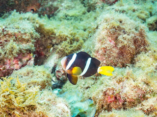 サンゴの白化現象,
美しいイソギンチャク畑の可愛いクマノミ（クマノミ亜科）。
英名学名：Yellowtail clownfish, Amphiprion clarkii,

他の群れ。
静岡県伊豆半島南伊豆町中木ヒリゾ浜-2025年

