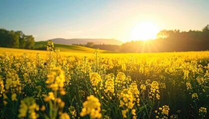 Obraz premium Scenic Twilight Field of Yellow Flowers and Rolling Hills Under a Warm Sun in Horizontal Panoramic View and Blue Sky with Golden Hues in Rural Landscape