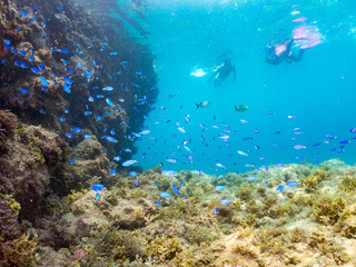 ソラスズメダイ, Heavenly Damselfish, Pomacentrus coelestis, スズメダイ科,
他の群れ。
静岡県伊豆半島南伊豆町中木ヒリゾ浜-2025年
