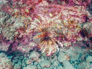 ハナミノカサゴ,  
英名学名科目：Red Lionfish, Pterois volitans, ミノカサゴ亜科,
他の群れ。
静岡県伊豆半島南伊豆町中木ヒリゾ浜-2025年
