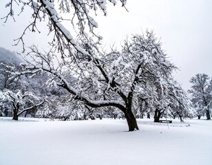 Snow-covered trees in a winter landscape