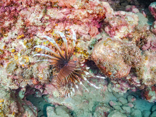 ハナミノカサゴ, Red Lionfish, Pterois volitans, ミノカサゴ亜科,
他の群れ。
静岡県伊豆半島南伊豆町中木ヒリゾ浜-2025年
