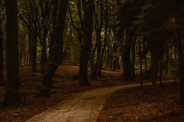 Experience the serene ambiance of Speulderbos in Veluwe, Netherlands, with its enchanting autumn foliage.