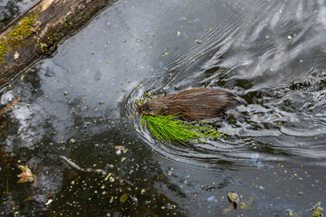 Beaver swimming with a mouthful of horsetail plant for cozy den building, nature in the wild
