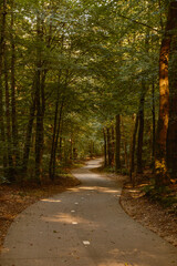Explore a serene autumn landscape featuring a winding path surrounded by tall trees in the Speulderbos forest of Veluwe, Netherlands. The warm hues of fall create a magical atmosphere.