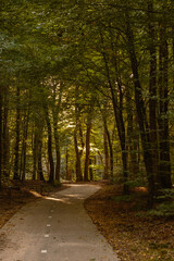 Enjoy a serene walk along a winding path surrounded by vibrant autumn foliage in Speulderbos, Veluwe. Sunlight filters through the trees, creating a magical atmosphere.