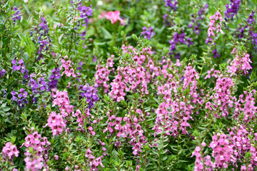 アンゲロニア　Angelonia