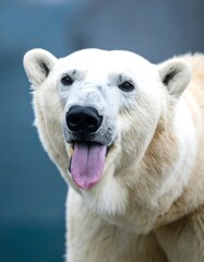 Polar bear closeup
