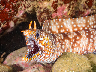 トラウツボ, Dragon Moray, Enchelycore pardalis, ウツボ科,
他の群れ。
静岡県伊豆半島南伊豆町中木ヒリゾ浜-2025年
