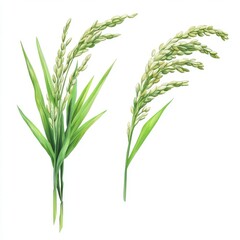 Fototapeta premium Botanical Illustration of Rice Plant with Green Leaves and Grains