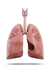 lung disease. 3d illustration
