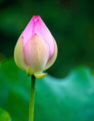 Lotus flower bud