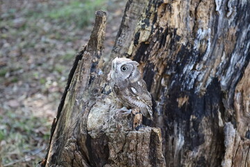 Little screech owl perched on tree branch looking around