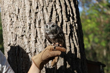 Screech owl tiny bird of prey on falconer leather glove with tree in background