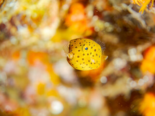 ハコフグ, Boxfish, Ostracion immaculatus, ハコフグ科,
幼魚yg , 
他の群れ。
静岡県伊豆半島南伊豆町中木ヒリゾ浜-2025年
