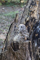 Little screech owl perched on tree branch looking around vertical photo