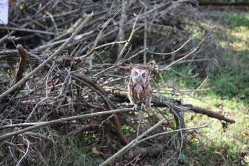 Cute tiny screech owl perched on branch looking at camera with big eyes