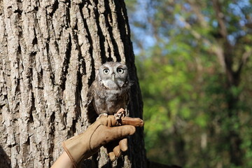 Screech owl on falconer glove looking at camera