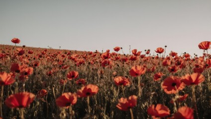 Red poppies blanket a vast field, soft light