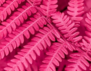 Close-up of Vivid Pink Fern Fronds, Nature-Inspired Floral Background