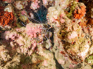 オトヒメエビ, Banded coral shrimp, Barber-pole shrimp, Stenopus hispidus, オトヒメエビ科,
他の群れ。
静岡県伊豆半島南伊豆町中木ヒリゾ浜-2025年
