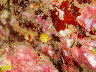 ハコフグ, 
英名学名科目：Boxfish, Ostracion immaculatus, ハコフグ科,
幼魚yg , 寄生虫がついている。
他の群れ。
静岡県伊豆半島南伊豆町中木ヒリゾ浜-2025年
