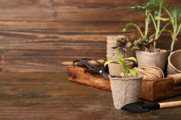Pots with seedlings and gardening tools on wooden background