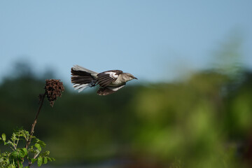 flying northern mockingbird