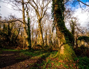 Obraz premium Sunlight filtering through a dense woodland