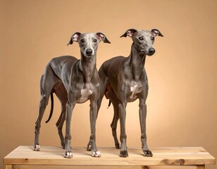 Two sleek grey dogs standing on a wooden surface