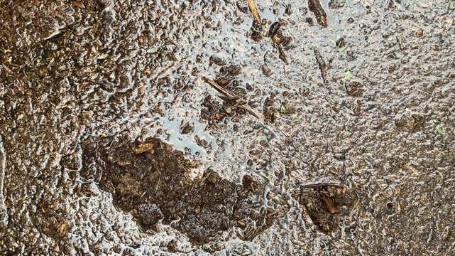 Closeup shows debris, sludge and muck from Hurricane Helene floodwaters surging and heaving, creating an organic background plate.