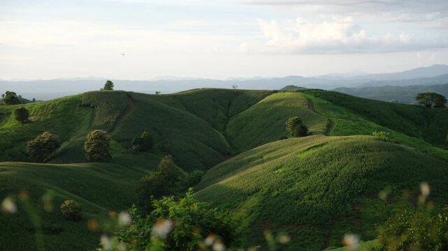 Mountains and corn field with dragonfly in Phrae, Thailand