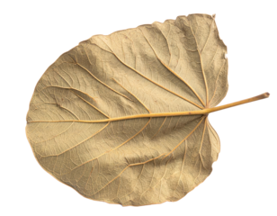 A single dry brown leaf with visible veins isolated.