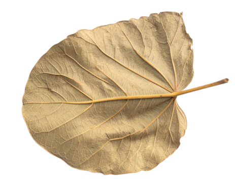 A single dry brown leaf with visible veins isolated.