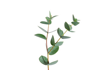 A single fresh green eucalyptus branch with leaves.