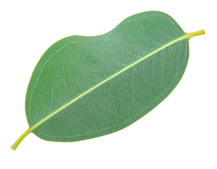 A single fresh green eucalyptus leaf isolated on white.