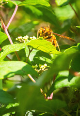 キイロスズメバチ