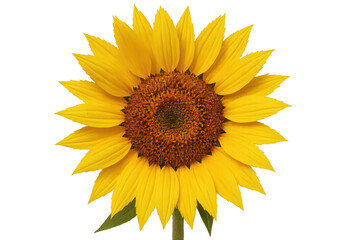 Fototapeta premium Sunflower head isolated on transparent background with crisp petals and golden tones