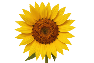 Sunflower head isolated on transparent background with crisp petals and golden tones