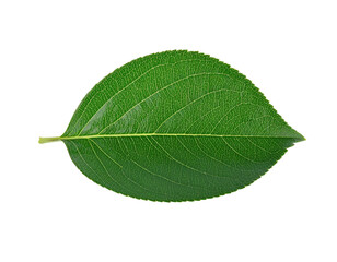 Obraz premium A single fresh green leaf with visible veins isolated.