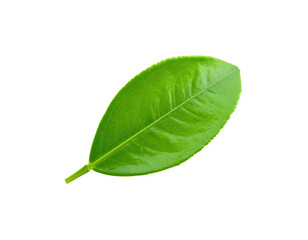 Obraz premium A single fresh vibrant green leaf with a stem isolated on a white background.