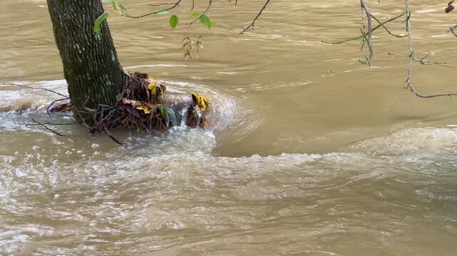 Hurricane Helene floodwaters swirl around hardwood tree in Georgia creek