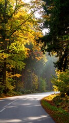 Obraz premium Autumn forest road bathed in sunlit yellow leaves